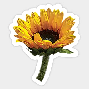 Sunflowers - Small Sunflower Sticker